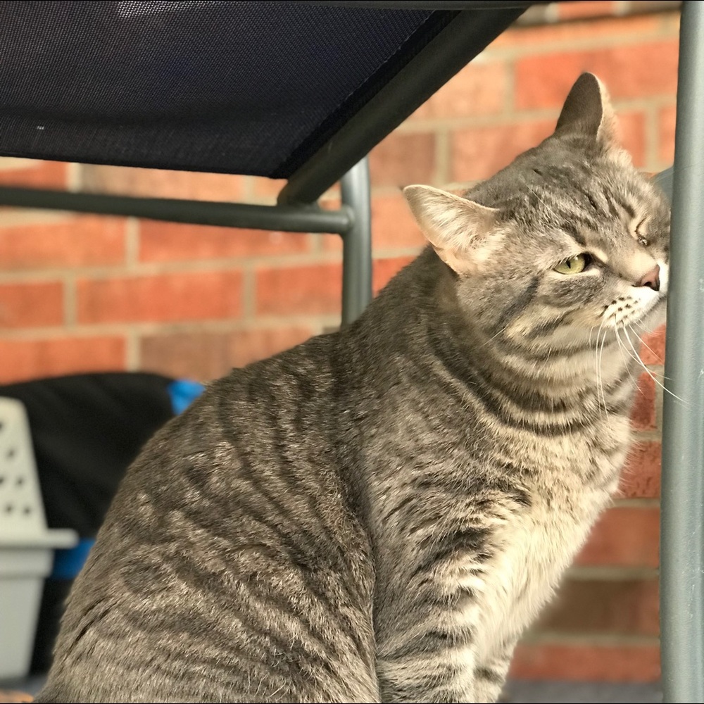 Meet your Posher, Shelby